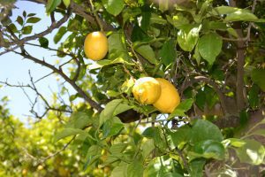 wandeling citroenen
